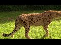 Amazing Chimpanzes|Ostriches|Giraffes|Cheetahs|Wildlife|Nature|Adventures|Naturevideos