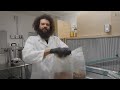 Making Mushroom Grain Spawn in the Lab with Agar Mycelium | Southwest Mushrooms