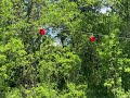 Flashing Red Traffic Beacons 5/13/24 2