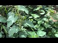 Stinging nettles treat arthritis etc)#Urtica dioica, in my garden#youtube #viral #garden#