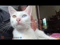 FUNNY VIDEO CATS & DOGS 2024🐶🐱 |😂 BEST VIDEO ANIMALS COMPILATION EP 8😍😂