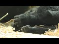 Baby Gorilla Thandie And Her Dad Matadi