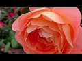 Beautiful rose garden video / nature colourful roses garden