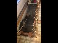 Moving a 500 pound wood stove downstairs.
