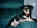 Deogi 8/1996 - 8/31/2011