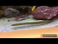 Ropefish added to Malawi tank