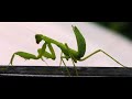 Mantis [A SHORT WALK]