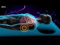 Instant Relief from Stress and Anxiety, Detox Negative Emotions, Calm Meditation Healing Sleep Music