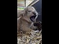 Lion cub mimics mum's growl at Mogo Wildlife Park