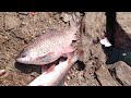 Unbelievable fishing |8kg rohu fish catching with single hook|big rohu fish catching tiqunics