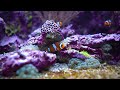 4K Beautiful Underwater Wonders With Relaxing Music For Stress Relief And Sleep - Coral Reefs, Fish