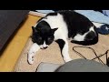 〈猫動画〉のんびりする猫たち　◇　cats relaxing
