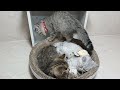 Hilarious Cats and Dogs😹🐶Funniest Animals 2024🤣😁part 5