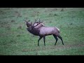 Elk Bugle Sound