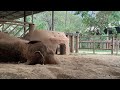 ThaiKoon's Peaceful Nap at Elephant Nature Park - ElephantNews