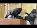 Female gorilla seduces silverback ❤️　Shabani and Ai