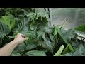 Rare Plants At Home Depot! - Big Box House Plant Shopping Lowes & Home Depot - Indoor Plants