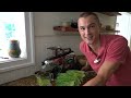 Grow WHEATGRASS Juice at Home in 8 Days - Incredible Health Benefits - Fast & Cheap