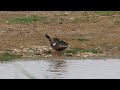 Shoveler