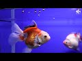 Ep. 3 My Goldfish  REACTION  When Meeting a New FRIEND