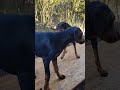 Doberman de 2 años Feliz cumpleaños Fakie