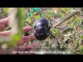 Grow Black Tomatoes For Free | SEED TO HARVEST