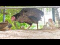Relaxation sounds Hen with babies playing | Meditation 10 minutes Nature sounds |  relaxation nature