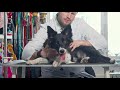 22nd Border Collie ｜ TOP100 Cute dog breed video