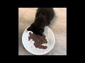 I was bored so here’s a video of a kitten eating￼