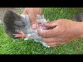 BSA Scorpion SE 22 Huma regulated pest control + bonus video: pigeon breast removal #bsascorpionse