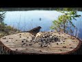 Cat TV for Your Pets 😻 | 10 Hours of Birds with the Sounds of Nature at the Lake **NO ADS**