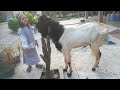 kambing qurban super jumbo #qurban