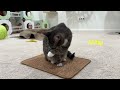 cat gets a new scratch mat from her boyfriend 💘