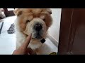 Chow Chow not eating food ? reason is very intresting