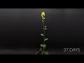 Growing Mustard Time Lapse - Seed To Flower in 37 Days