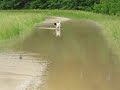 Wooly wading in flooded road
