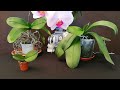 ¡NUNCA ME OCURRIO ESTO CON LAS VARAS FLORALES DE MI ORQUIDEA PHALAENOPSIS! ¡EXPERIMENTA EN CASA!