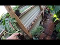 Greenhouse, Green Beans, Blooming Tomatoes Surprise My Dream Kitchen Build In Progress