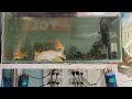 Big carp fishes in an aquarium Shop