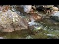 Gentle River Flow with Cicadas: Calm Nature Ambience - Babbling Brook - Peaceful Stream Flow