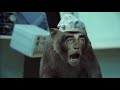 Basement Jaxx - Where's Your Head At (Official Video)