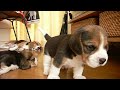 beagle pups : day 23 see parsley play　ビーグルの子犬たち生後23日目