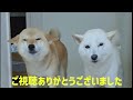 We used a fixed camera to take a look at how a Shiba Inu kills time.