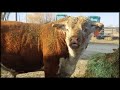 Big bull fun at the ranch!