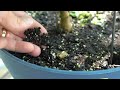 Grow Bigger Peppers (7 Tips)