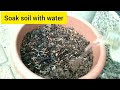 How to grow marigolds from seeds at home