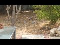 Galahs in the backyard - Suburban wildlife