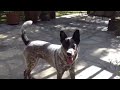 Excercising with Rita the frisbee loving cattle dog