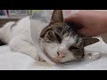 What is Japanese stray cat protection activity? Impressed cat video
