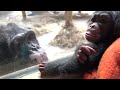 Zoo Knoxville’s baby chimpanzee growing, thriving